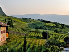 Wild Fun for All: Top Family Petting Zoos Wild Fun for All: Top Family Petting Zoos