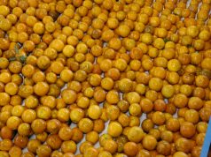 Up, Up, and Away: Spectacular Hot Air Balloon Festivals! Up, Up, and Away: Spectacular Hot Air Balloon Festivals!