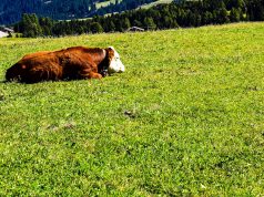 Safe and Savvy: Navigating Family Travel with Allergies and Restrictions Safe and Savvy: Navigating Family Travel with Allergies and Restrictions