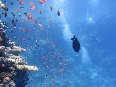 Vegan & Vegetarian Travel: Navigating Dietary Preferences Vegan & Vegetarian Travel: Navigating Dietary Preferences