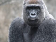 Trailblazing: Discovering Accessible Hiking Gems Trailblazing: Discovering Accessible Hiking Gems