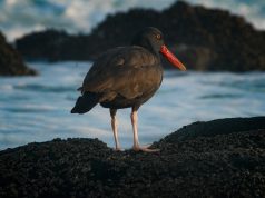 Hit the Slopes: Top Family-Friendly Ski Schools Hit the Slopes: Top Family-Friendly Ski Schools