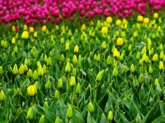 Uncovering the World’s Top Urban Art Hubs Groove on a Dime: Budget-Friendly Music Festival Tips