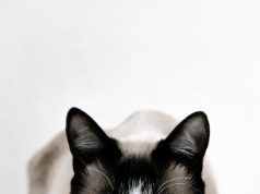 Blooming Wonders: Uncovering Earth’s Exquisite Gardens Blooming Wonders: Uncovering Earth’s Exquisite Gardens