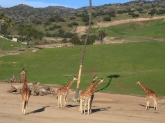 Offbeat Family Fun: Uncovering Unique Attractions Offbeat Family Fun: Uncovering Unique Attractions