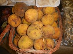 From Cheddar to Brie: Uncovering Dairy Delights at Festivals From Cheddar to Brie: Uncovering Dairy Delights at Festivals