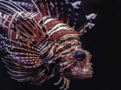 Exploring the World with Dietary Limits: Expert Tips Exploring the World with Dietary Limits: Expert Tips