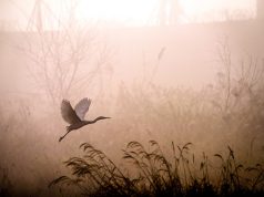 Soulful Getaway: Crafting Your Perfect Wellness Retreat Soulful Getaway: Crafting Your Perfect Wellness Retreat