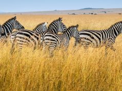 Family Fun with Top Travel Bloggers Family Fun with Top Travel Bloggers