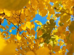 Art for All: Accessible Galleries & Exhibitions Art for All: Accessible Galleries & Exhibitions