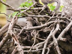 Lost Luggage No More: Tips for Prevention and Recovery Lost Luggage No More: Tips for Prevention and Recovery