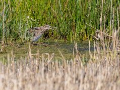 Melodic Journeys: Uncovering Local Music and Culture Melodic Journeys: Uncovering Local Music and Culture