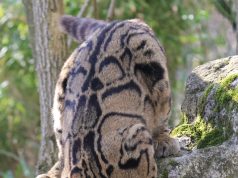 Greens with a View: Uncovering Golf’s Breathtaking Backdrops Greens with a View: Uncovering Golf’s Breathtaking Backdrops