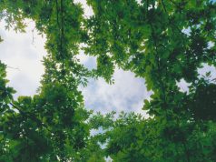 Harmonious Gatherings: Global Jazz & Blues Festivals Harmonious Gatherings: Global Jazz & Blues Festivals