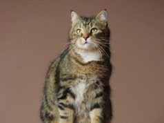 Balancing Act: Preserving Traditions Amid Tourist Waves Balancing Act: Preserving Traditions Amid Tourist Waves