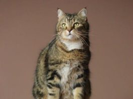 Balancing Act: Preserving Traditions Amid Tourist Waves Balancing Act: Preserving Traditions Amid Tourist Waves