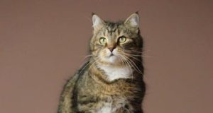 Balancing Act: Preserving Traditions Amid Tourist Waves Balancing Act: Preserving Traditions Amid Tourist Waves