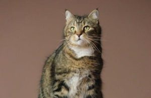 Balancing Act: Preserving Traditions Amid Tourist Waves Balancing Act: Preserving Traditions Amid Tourist Waves