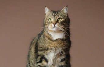 Balancing Act: Preserving Traditions Amid Tourist Waves Balancing Act: Preserving Traditions Amid Tourist Waves