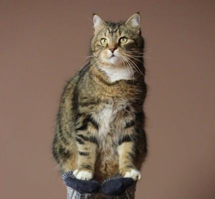 Balancing Act: Preserving Traditions Amid Tourist Waves Balancing Act: Preserving Traditions Amid Tourist Waves