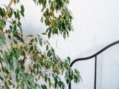 Balancing Care: Independence vs. Reliance for the Disabled Balancing Care: Independence vs. Reliance for the Disabled