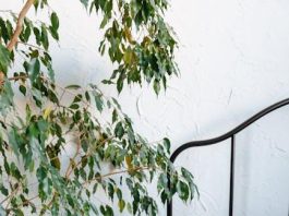 Balancing Care: Independence vs. Reliance for the Disabled