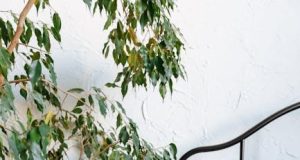 Balancing Care: Independence vs. Reliance for the Disabled Balancing Care: Independence vs. Reliance for the Disabled