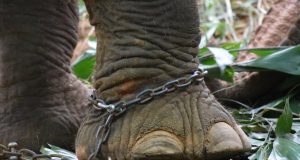 Tourism’s Impact: Balancing Heritage and Influx Tourism’s Impact: Balancing Heritage and Influx