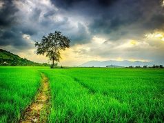 Balancing Support: Independence vs. Caregiver Reliance Balancing Support: Independence vs. Caregiver Reliance